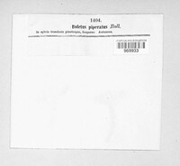 Chalciporus piperatus image